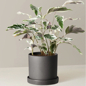 Калатея Bайт фьюжн